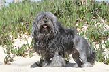 PETIT CHIEN LION 024